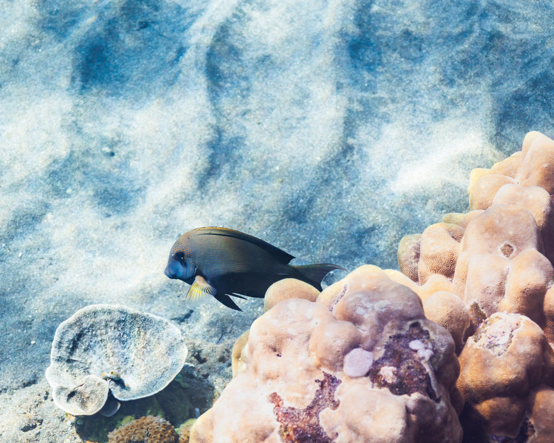 Let’s protect the sea while it’s still there – and we’re still here