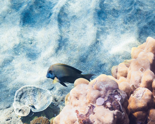 Let’s protect the sea while it’s still there – and we’re still here